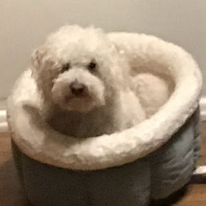 Meet your Posher, Alana